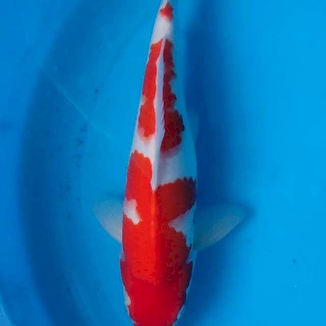 HQ Kohaku 30cm