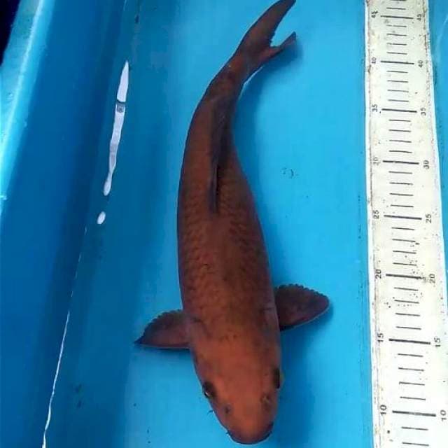 Chagoi 39cm