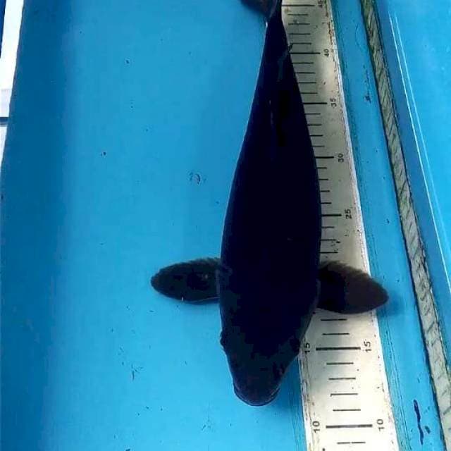 Karasugoi 36cm