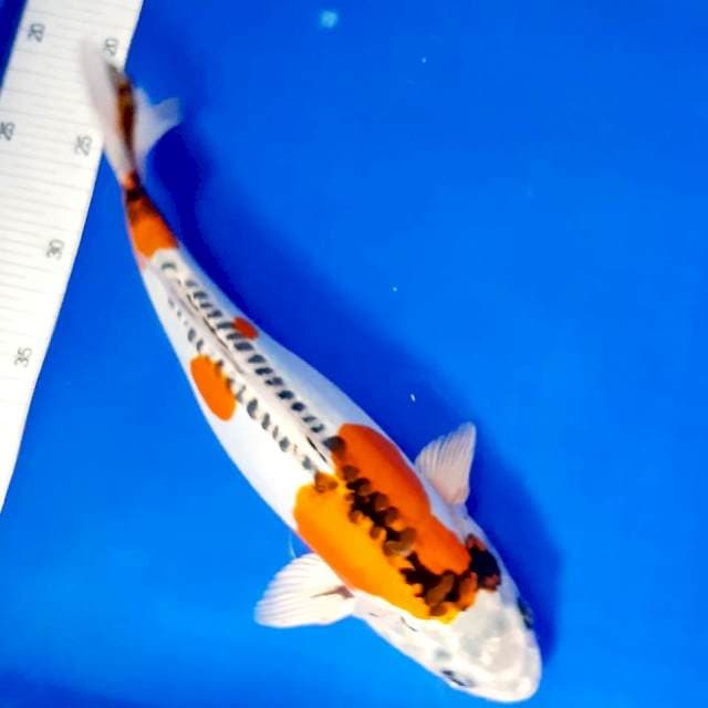 Kikko halus 30 cm