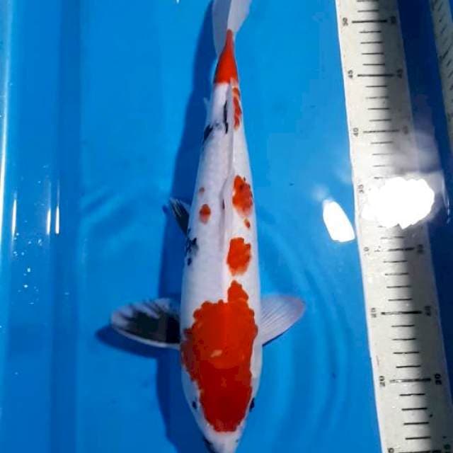 SHOWA 36 CM JANTAN