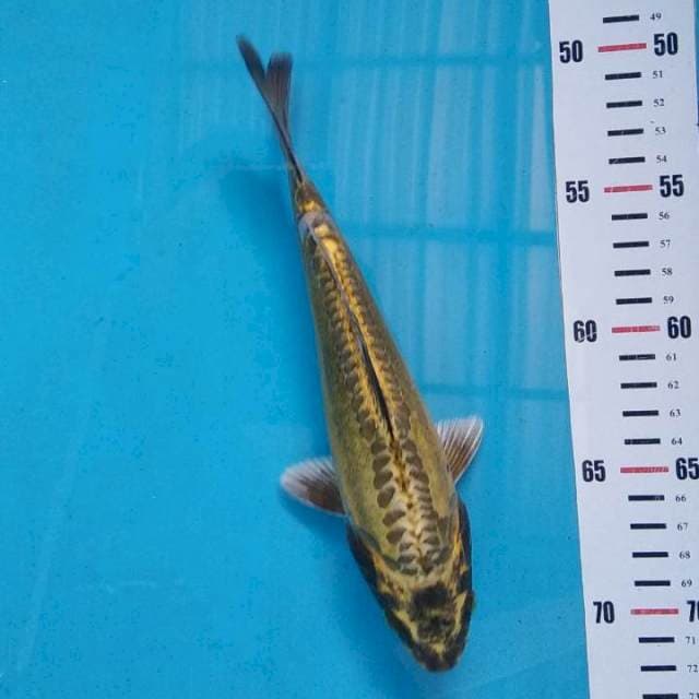 *doitsu kin kabuto* 22cm* female