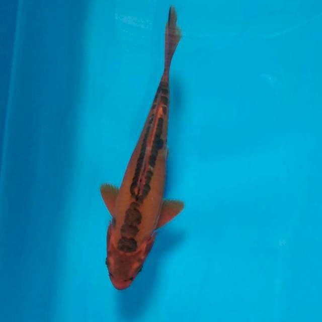 *doitsu aka matsuba* 20cm* male