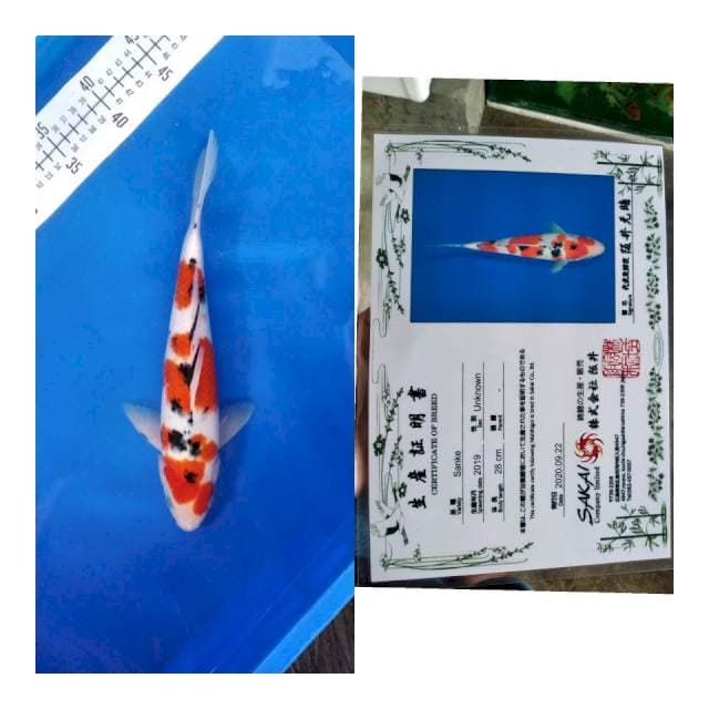 Sanke Sakai Ltd