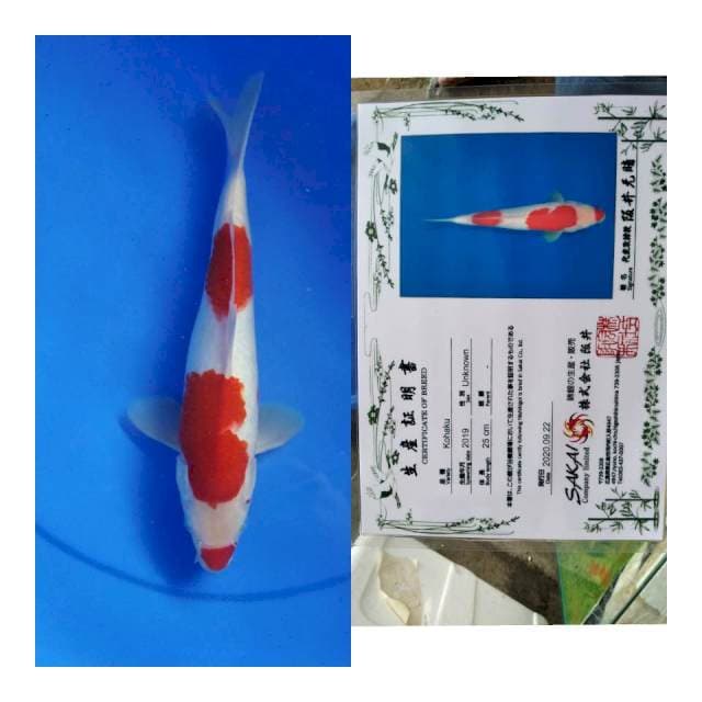 Kohaku SAKAI Ltd