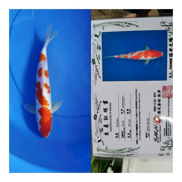 Kohaku sakai Ltd