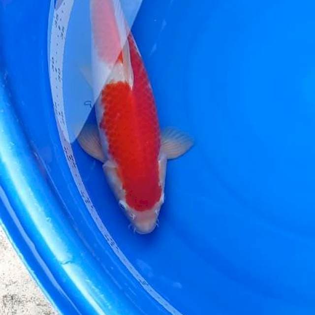 HQ Kohaku 43 cm bu Jantan