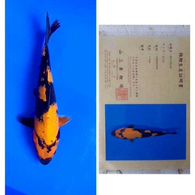 Hi Utsuri Import Serti Yamasan