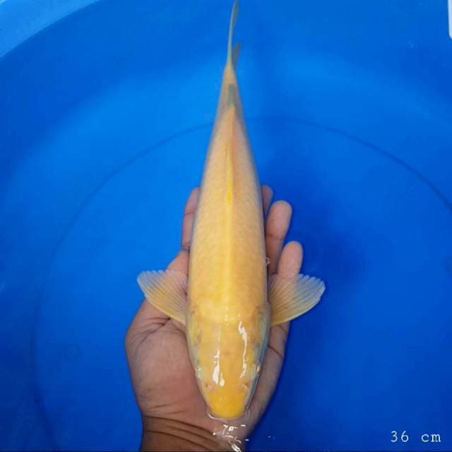 Karasi mata merah 36 cm