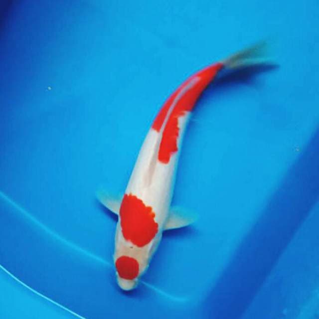 Sandan kohaku doit male 27cm
