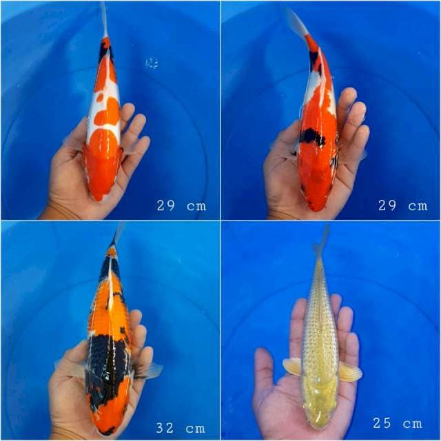 Mix bagus 4 ekor