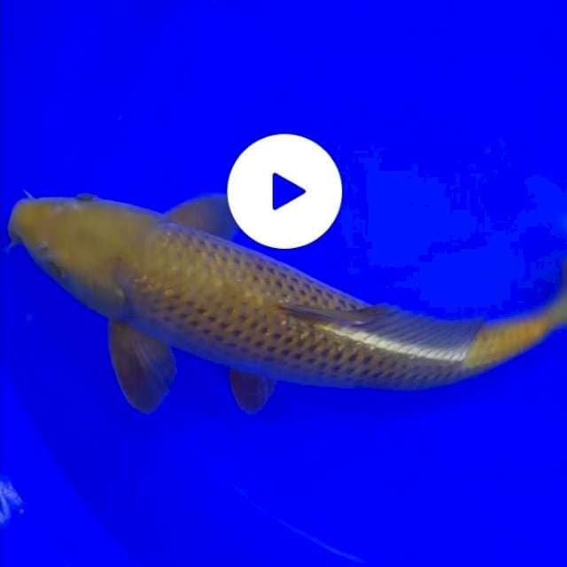 CHAGOI TEMBAGA 38 CM