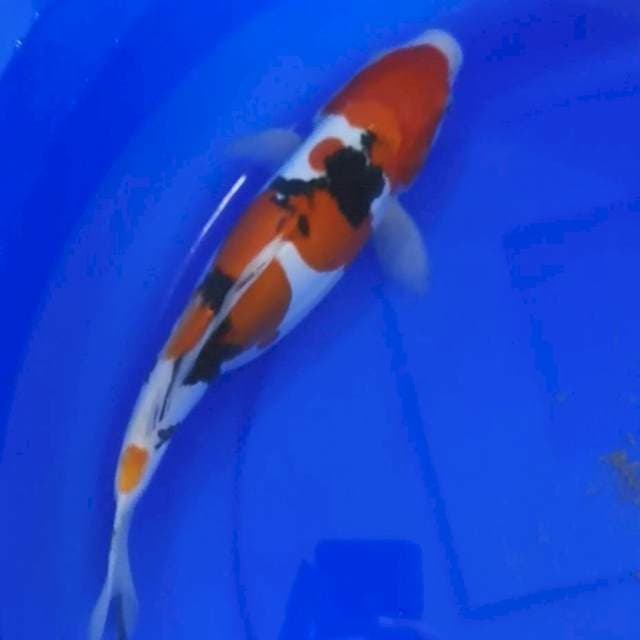 SANKE DOITSU 32 CM