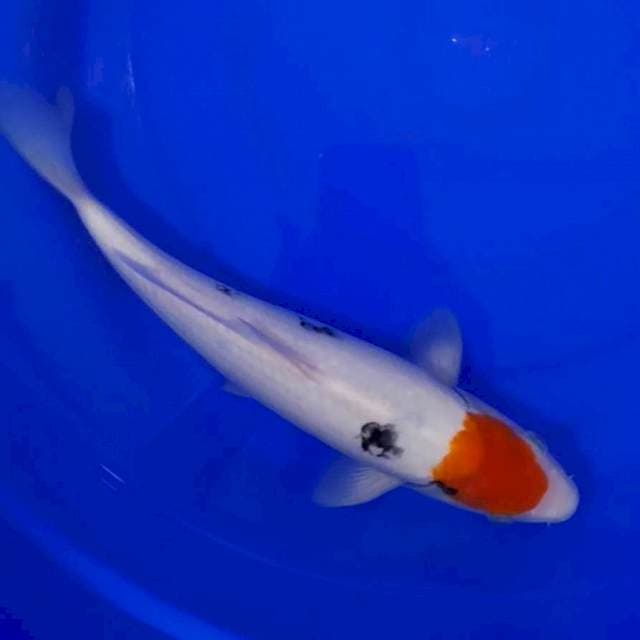 TANCHO SANKE 30 CM JOSS 👍🏻