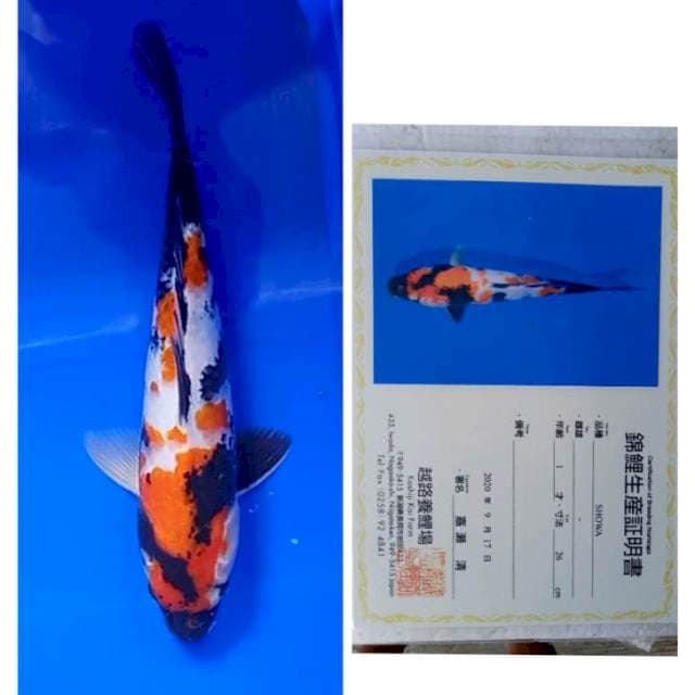Showa Import Serti Koshiji