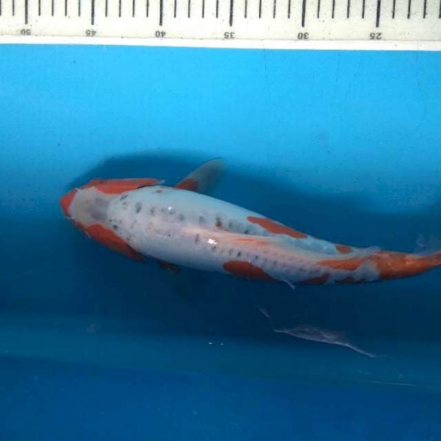 Sushui 32 male