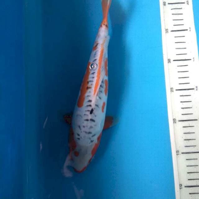 Sushui 29cm female