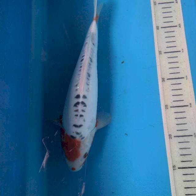 Sushui 31cm female