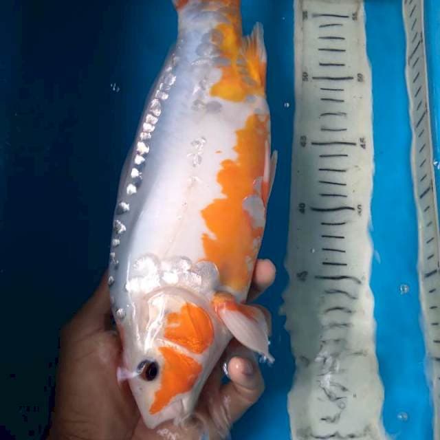 Sushui 31cm female