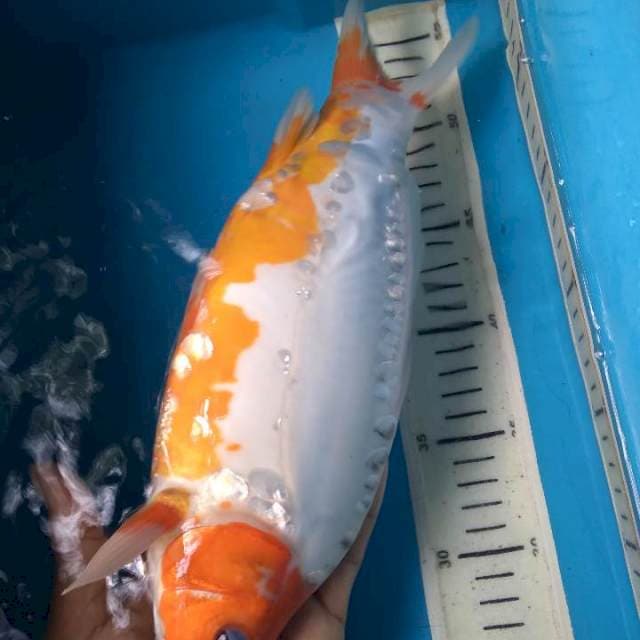 Sushui 31cm female