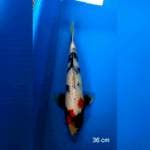 Showa KidKoi Farm