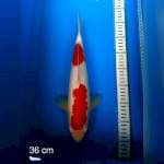 Kohaku nidan 