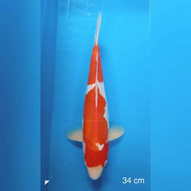 Kohaku doitsu murni