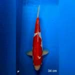 Kohaku doitsu murni