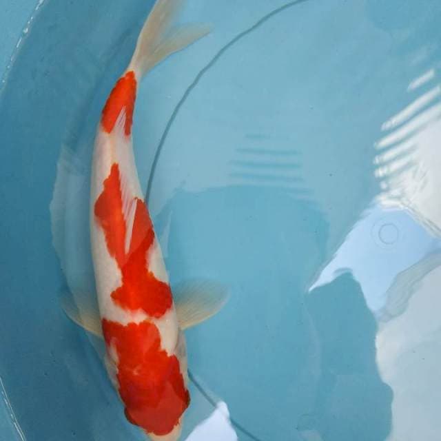 Kohaku 27 cm