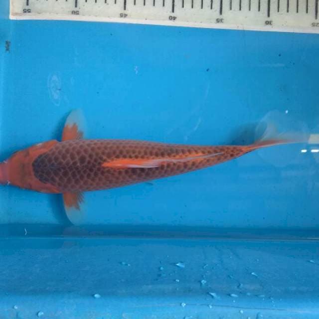 Aka matsuba 29cm Fm