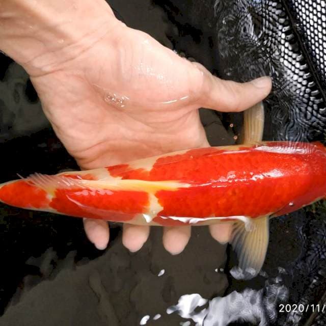 Kohaku merah strong