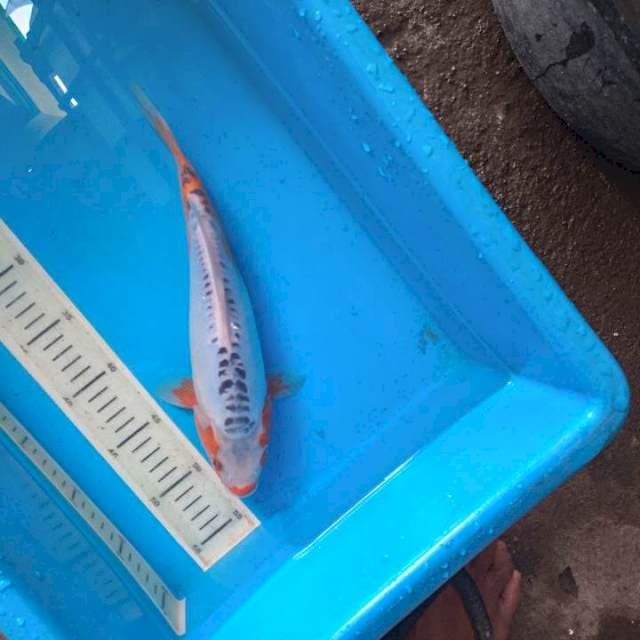 Sushui joss 30cm calon jumbo