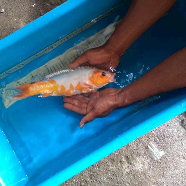 Sushui joss 30cm calon jumbo