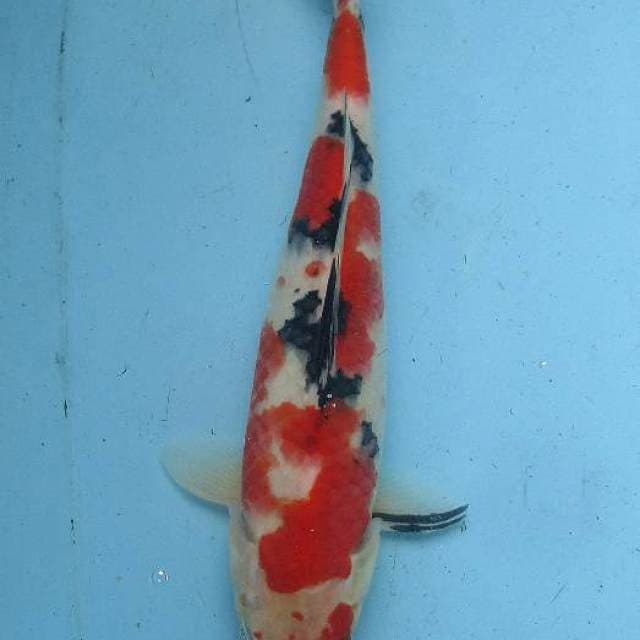 Sanke 30cm