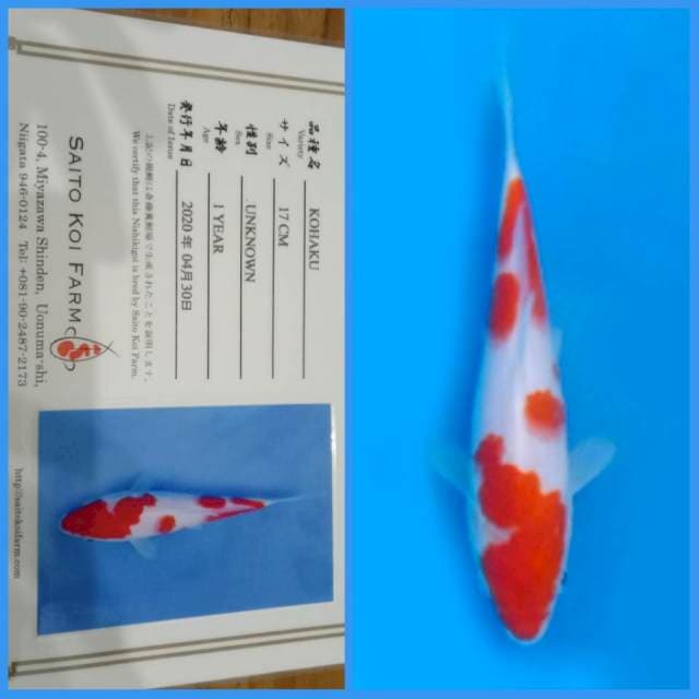 Kohaku Saito 🇯🇵