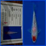 Kohaku Saito 🇯🇵