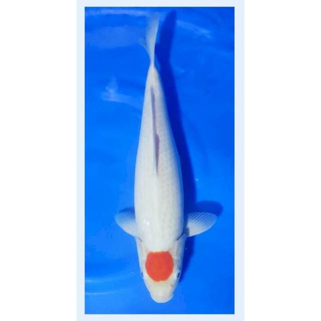 F1 bloodline sakai