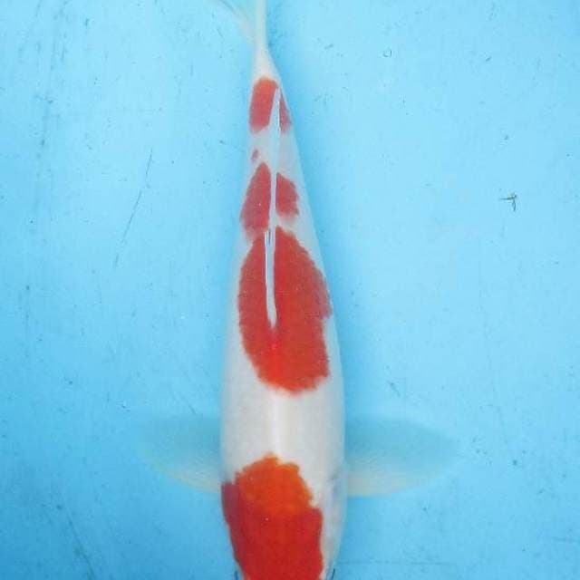 Kohaku 25cm
