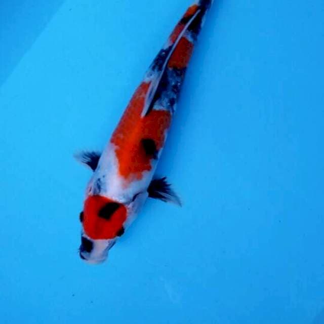 Showa 32cm