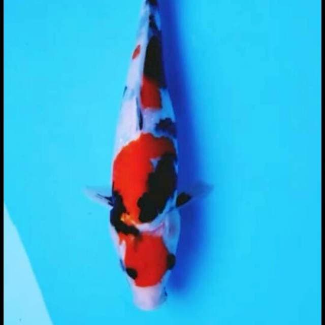 Showa 27cm