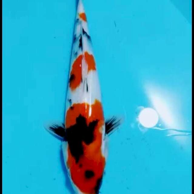 Showa 30cm