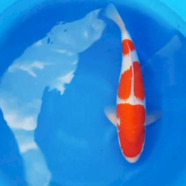 Kohaku 3step