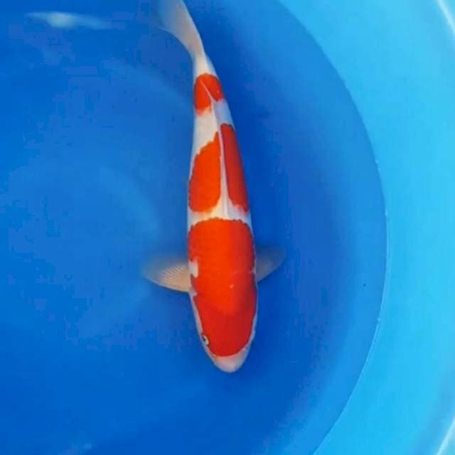 Kohaku 3step