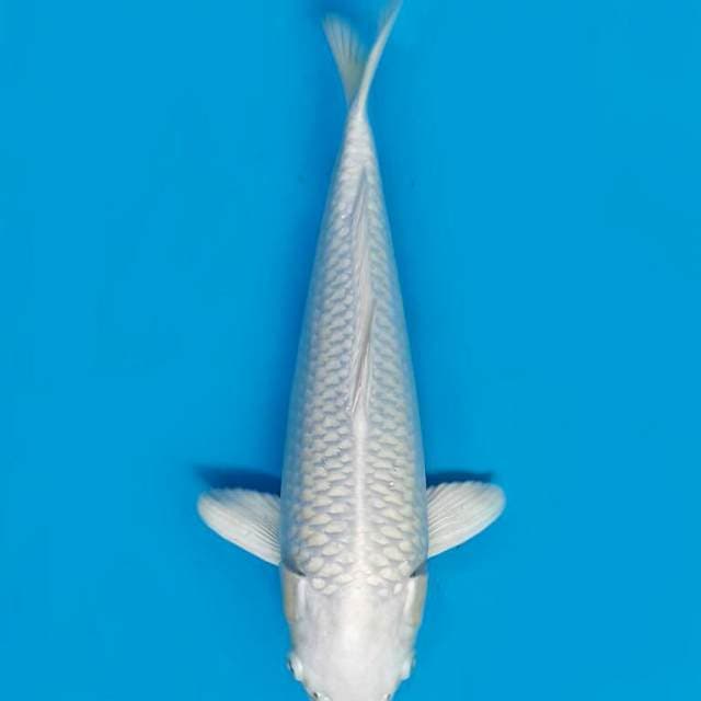 Purachina 33