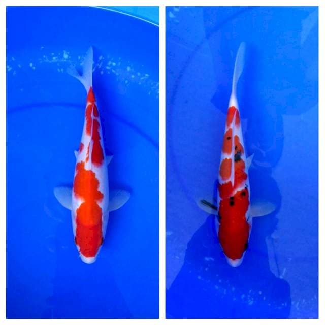 Kohaku sanke