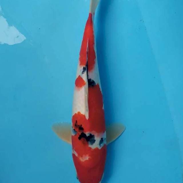 red sanke 34 cm