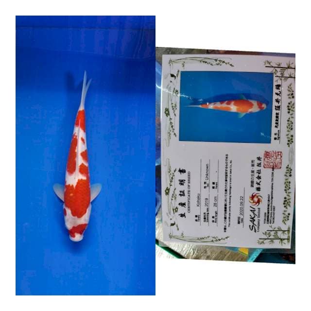 Kohaku sakai ltd