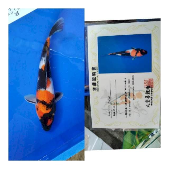 Showa marudo