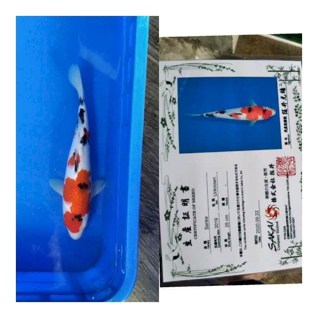 Sanke sakai ltd