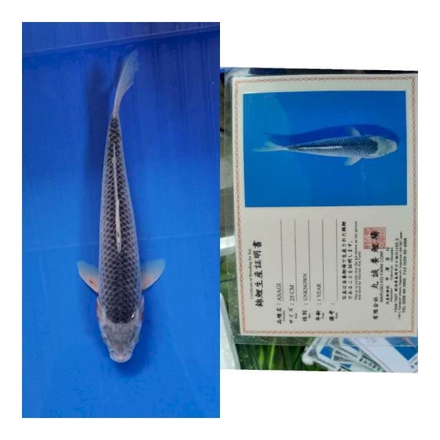 Asagi marusei